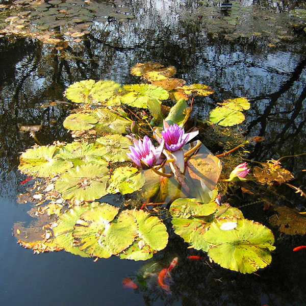 Kompatibel Stilleben til Jahrriesnge flowers lpg2515 Kompatibel Stilleben Jahrriesnge til flowers lpg2515